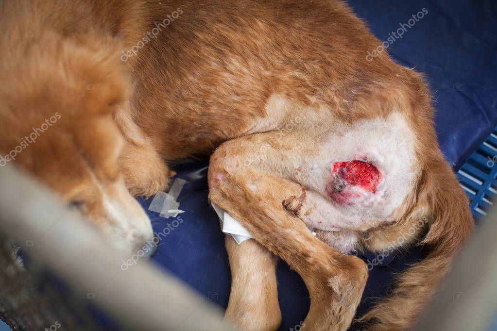 Tierärztliche Versorgung