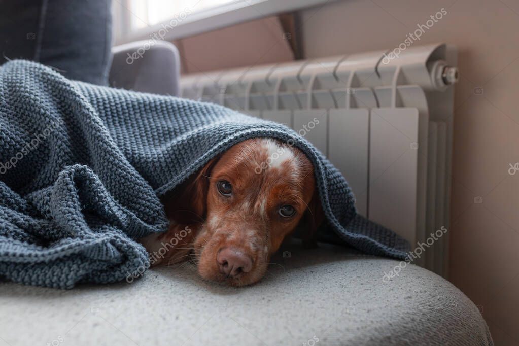 Decke für Hund im Winter